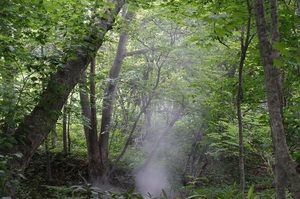新緑の森の中に煙が・・・