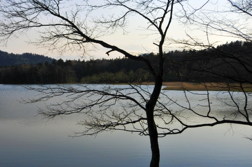 静かな湖畔の森の中