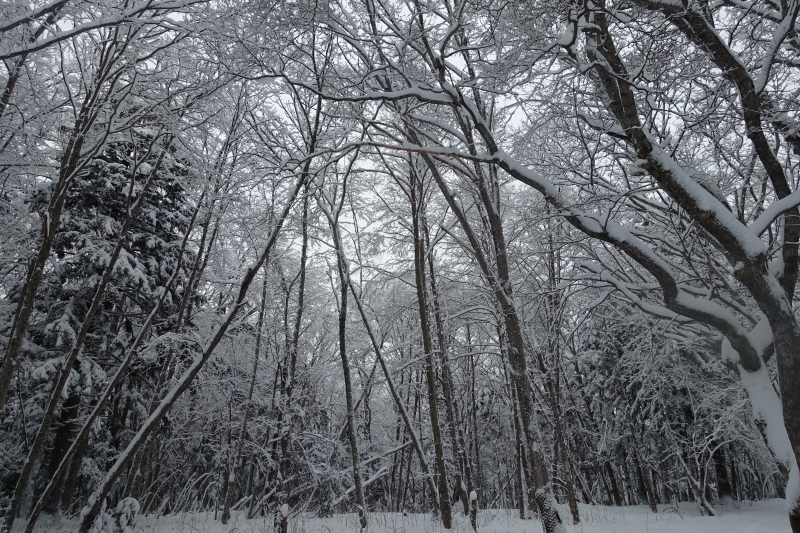 雪が降った直後の阿寒湖ボッケの森