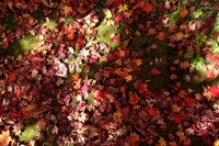 舌川原庭園の紅葉
