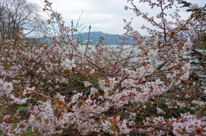 千島桜が開花した♪
