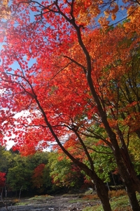 阿寒湖光の森の紅葉