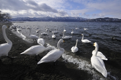屈斜路湖の白鳥